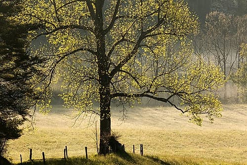 Tree backlit at sunrise-Cades Cove-Cades Cove-Smoky Mountains National Park-Tennessee Art Print